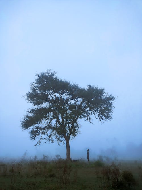 垂直拍攝, 樹, 灰濛蒙 的 免費圖庫相片
