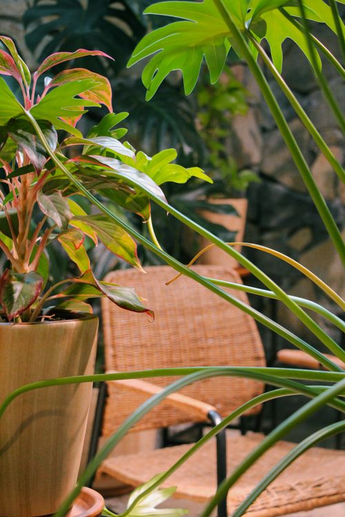 Free A cozy patio with wicker chairs surrounded by lush potted plants. Stock Photo