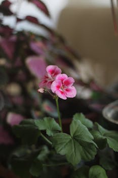 A vibrant pink geranium flower with blurred background, showcasing its delicate petals.