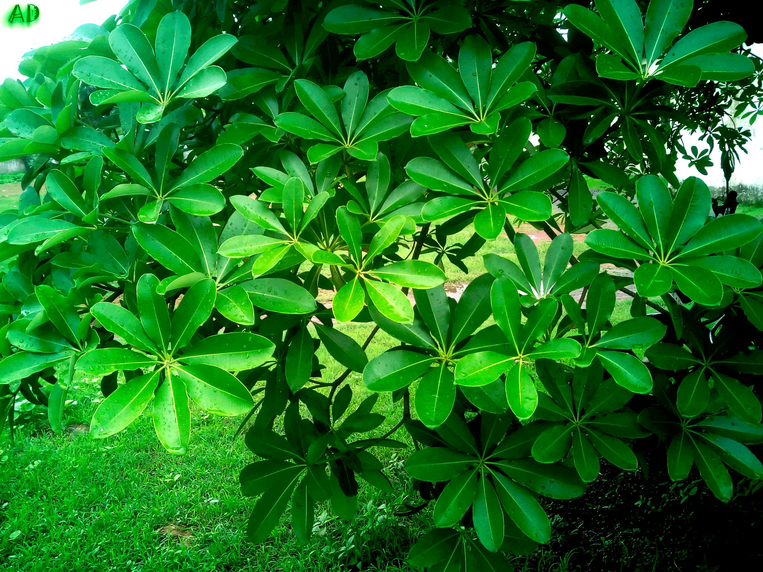 Free stock photo of Big leaf, dark green, dark green plants