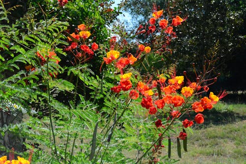 Gratis arkivbilde med barbados stolthet, oransje blomster, røde blomster