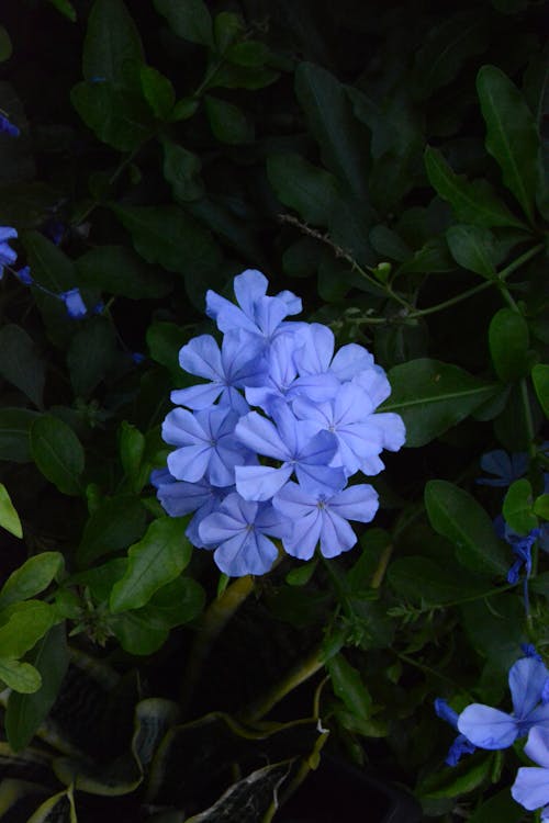 Gratis arkivbilde med blå blomster, plumbago