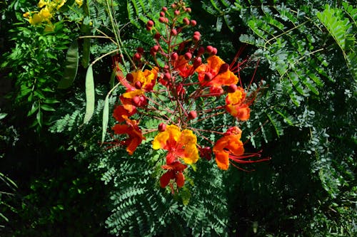 Gratis arkivbilde med barbados stolthet, oransje blomster, røde blomster