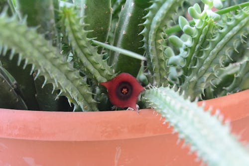 Gratis arkivbilde med kaktusblomst, rød blomst, saftig blomst