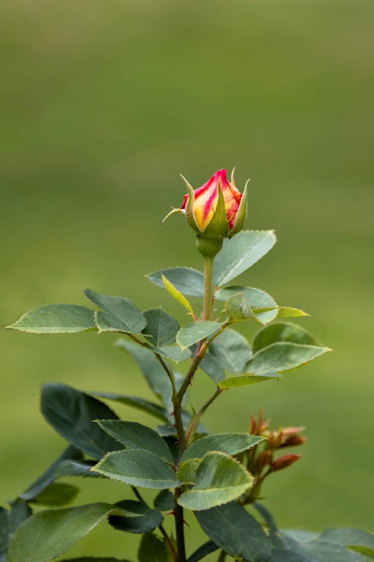 Close-Up Shot Of A Blooming Rose Flower