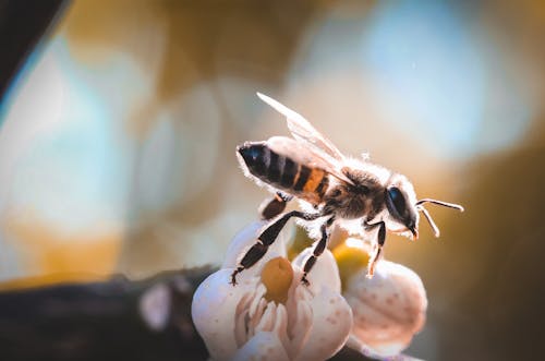 Kostnadsfri bild av blomma, insekt, insektsfotografering