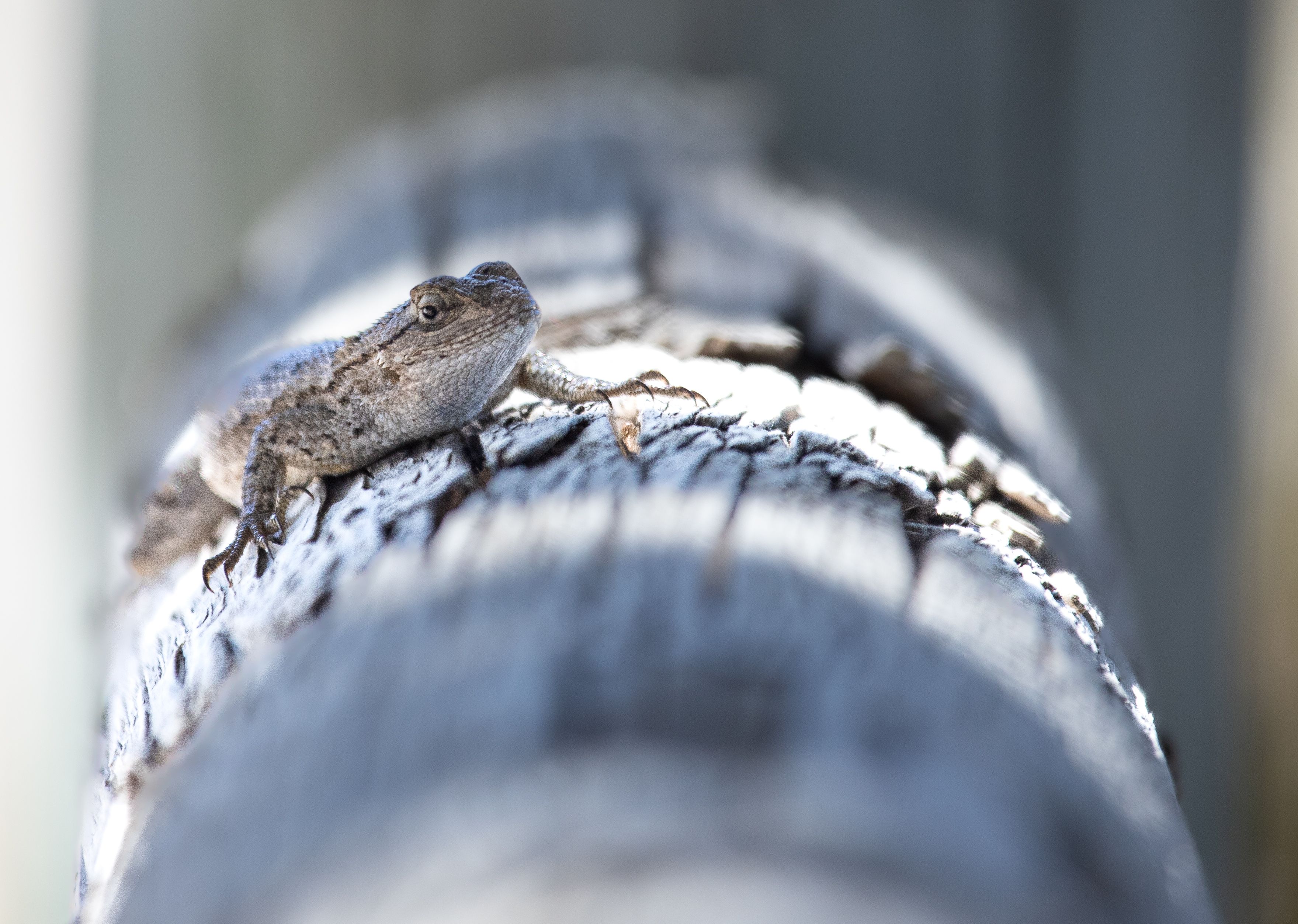 Plateau Fence Lizard