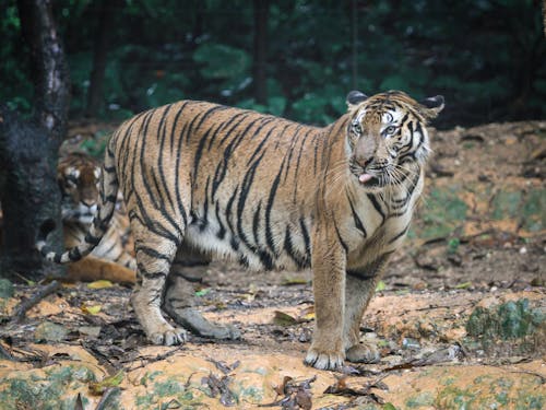 Kostnadsfri bild av lantlig, ligger, malaysiska tigrar