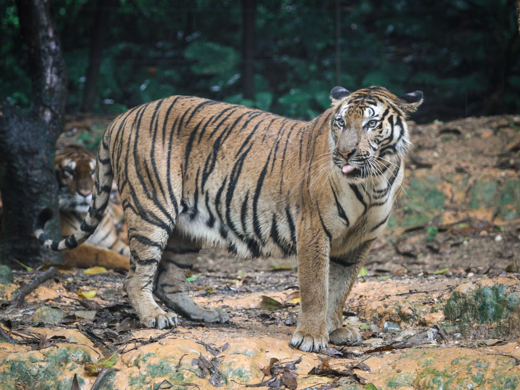 Two Malayan tigers in their natural habitat, blending with the forest backdrop.