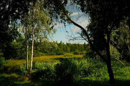 Green Rural Landscape in Summer 