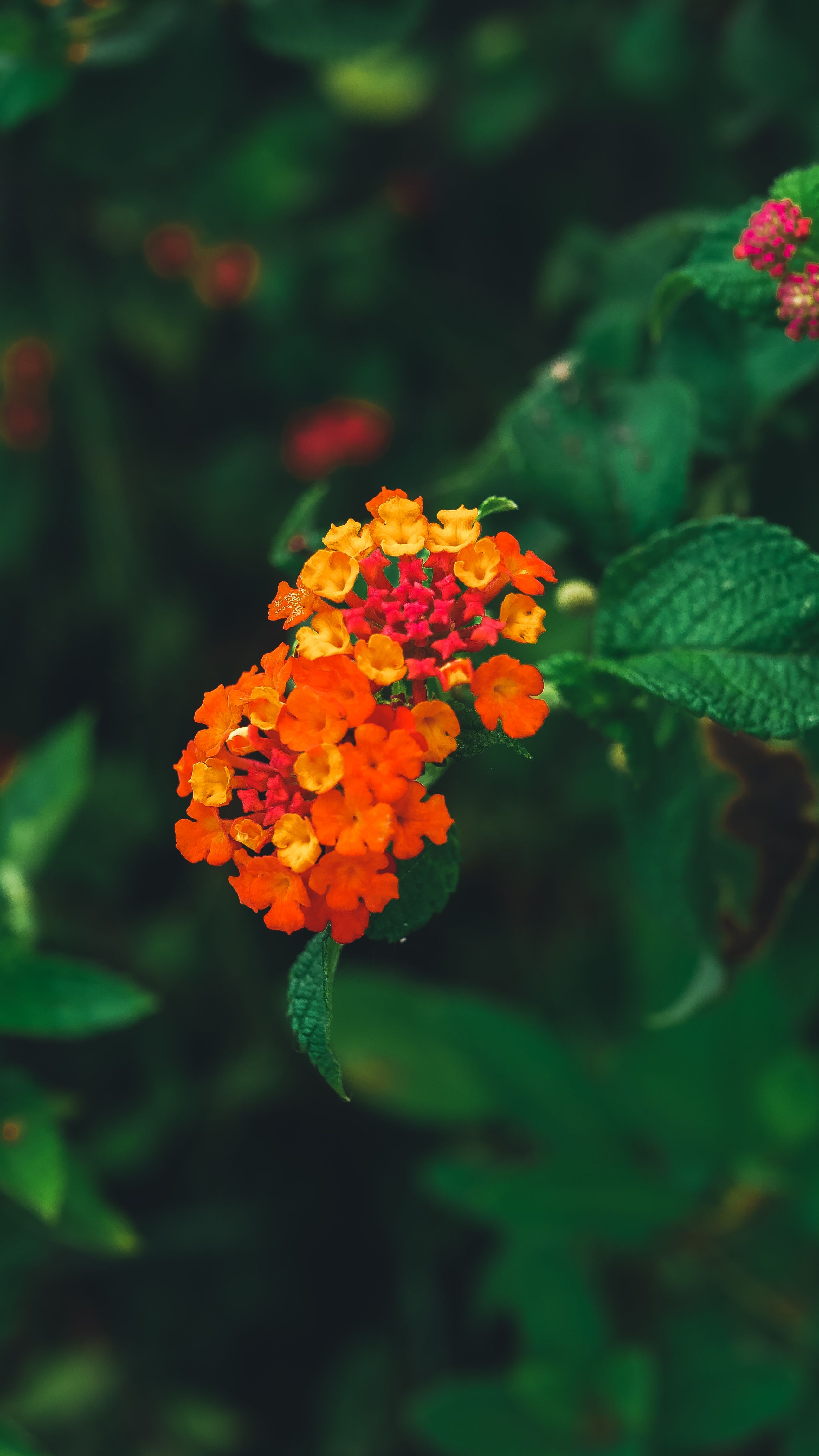 Vibrant orange and yellow lantana flowers in focus with blurred greenery background, ideal for nature themes.