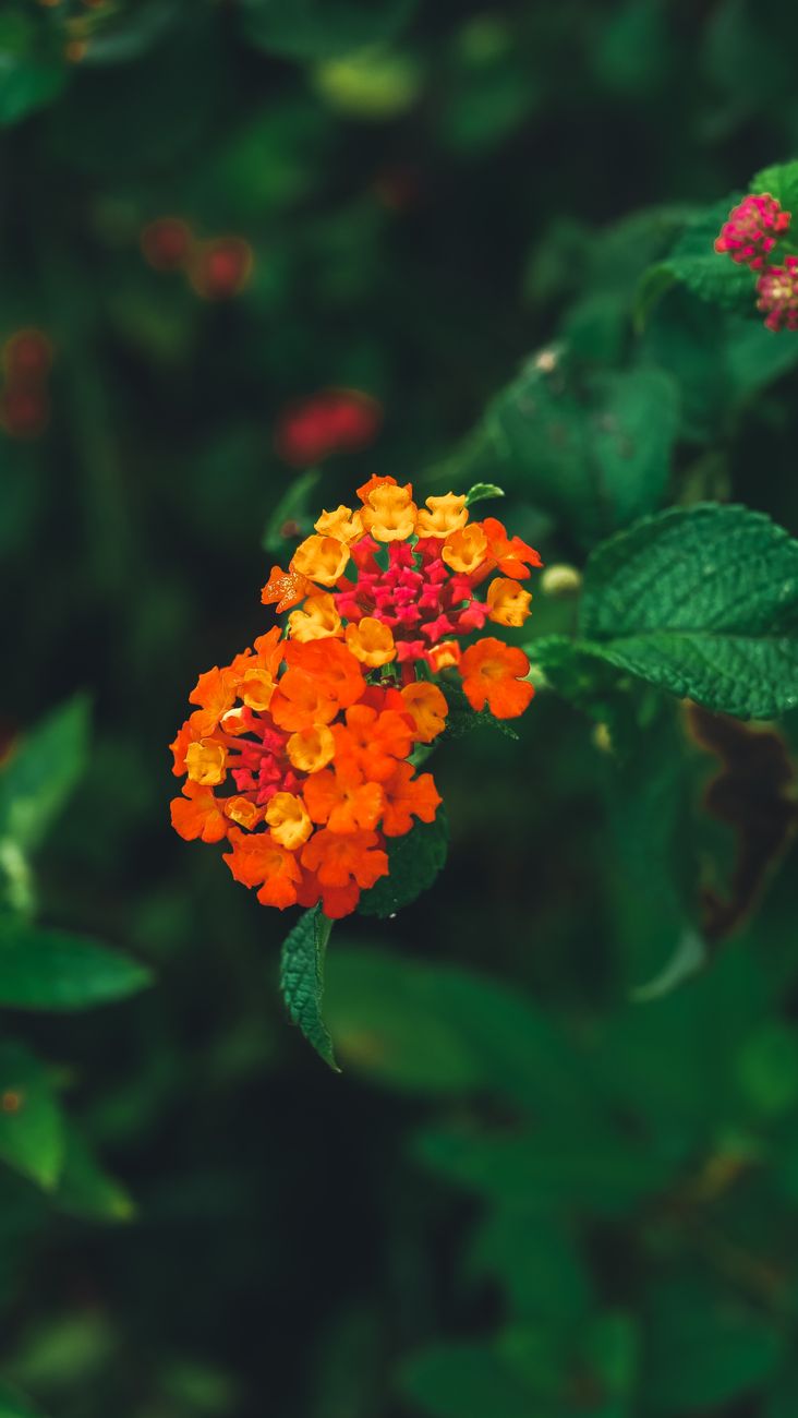 Vibrant orange and yellow lantana flowers in focus with blurred greenery background, ideal for nature themes.