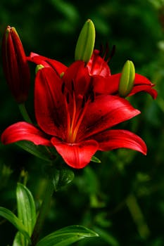 Close-up of a stunning red wood lily with flower buds in a lush green garden.