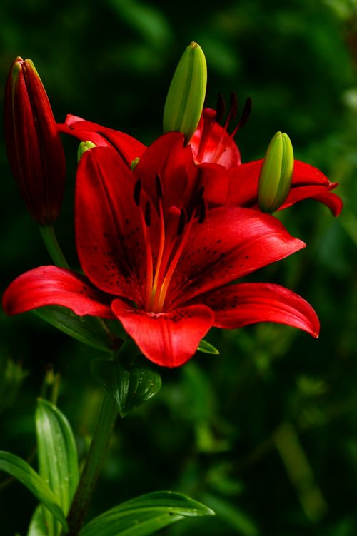 Free Close-up of a stunning red wood lily with flower buds in a lush green garden. Stock Photo