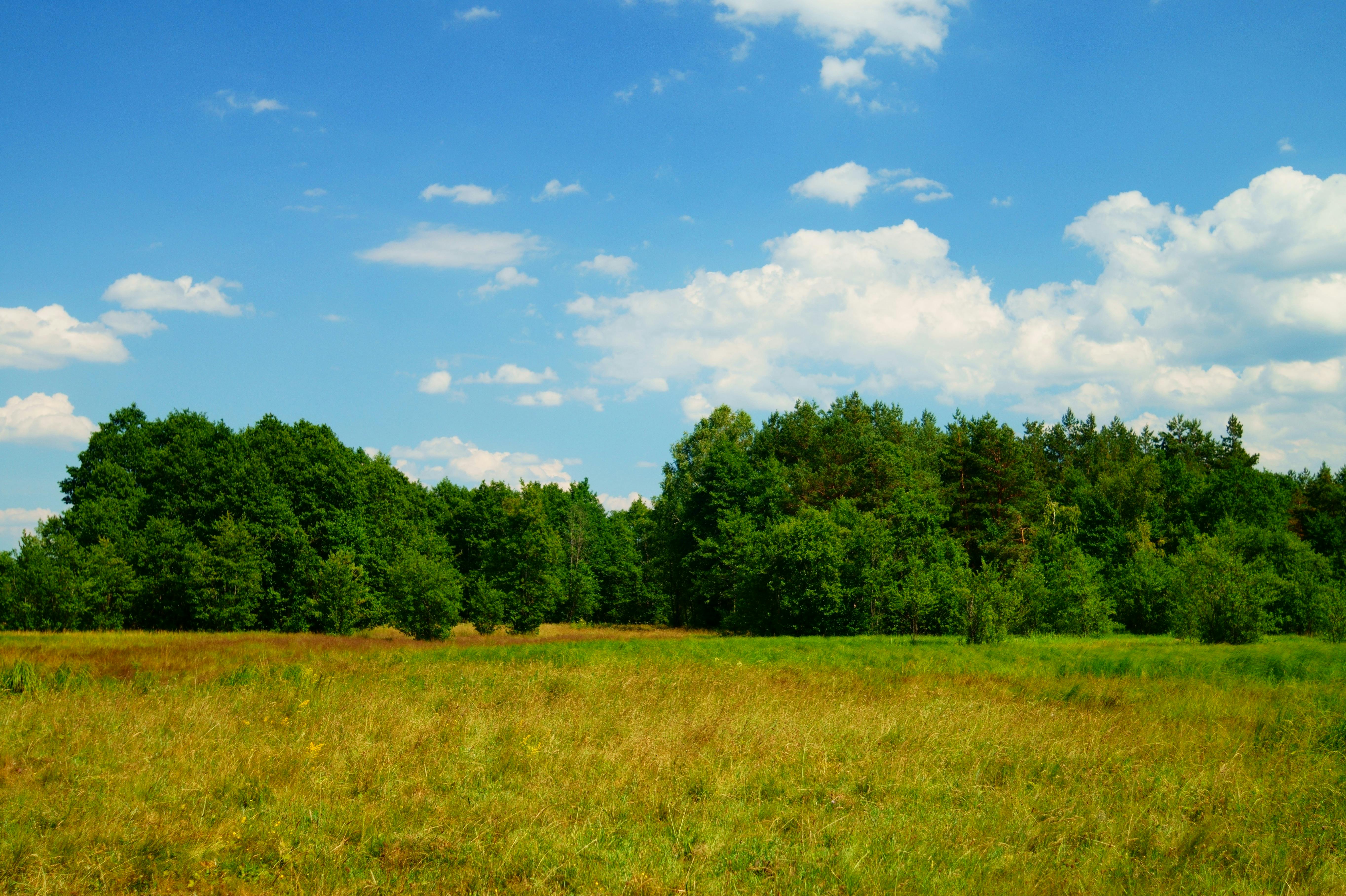 Clouds over Trees and Meadow · Free Stock Photo