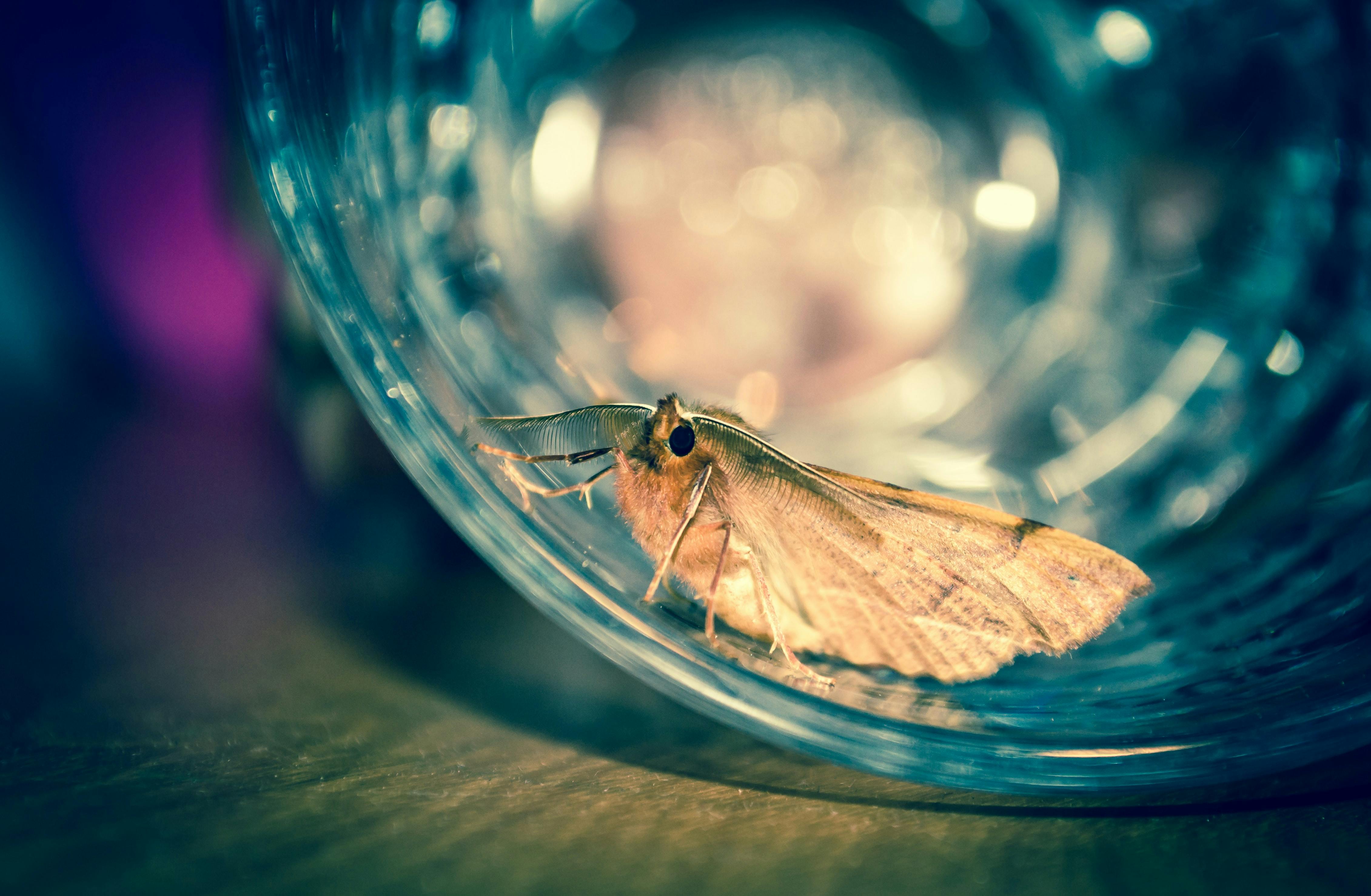 Close‑up of a moth perched on fabric