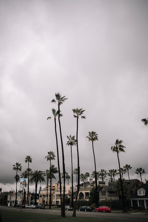 Palm Trees in a Town