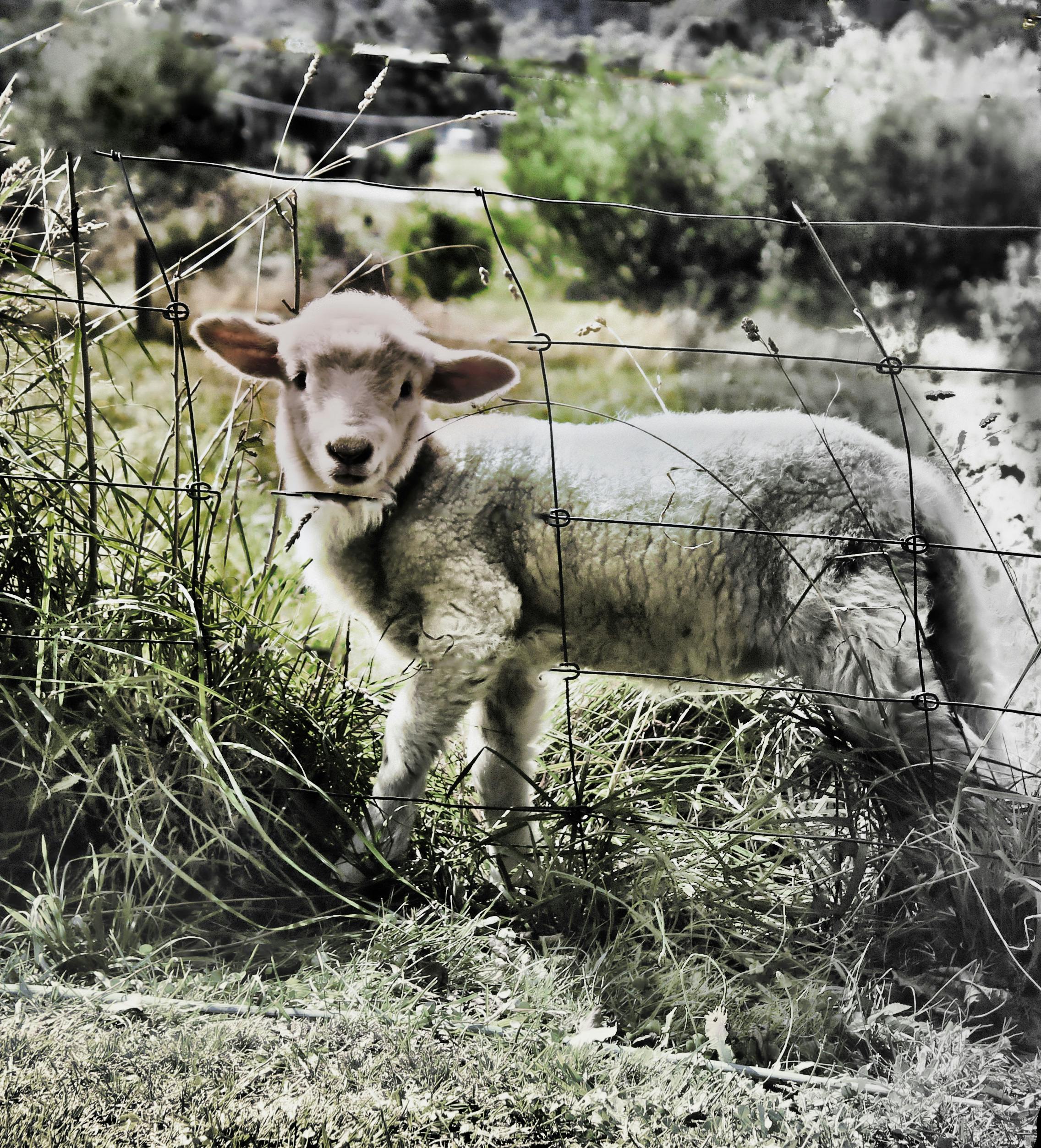 Free stock photo of lamb, meadow