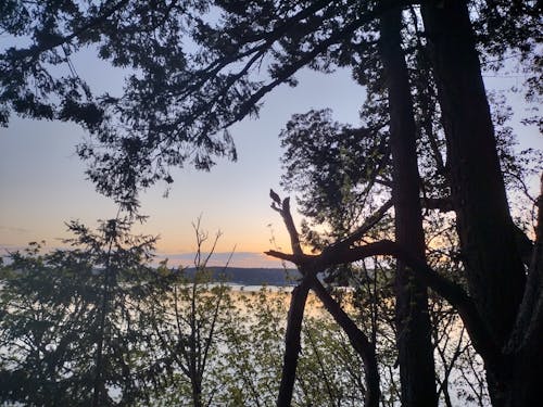 Gratis stockfoto met Bos, horizon over water, zonsondergang