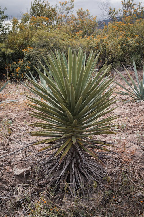 Maguey cuishe
