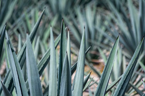 Gratis lagerfoto af Agave, grønne blade, plantefotografering