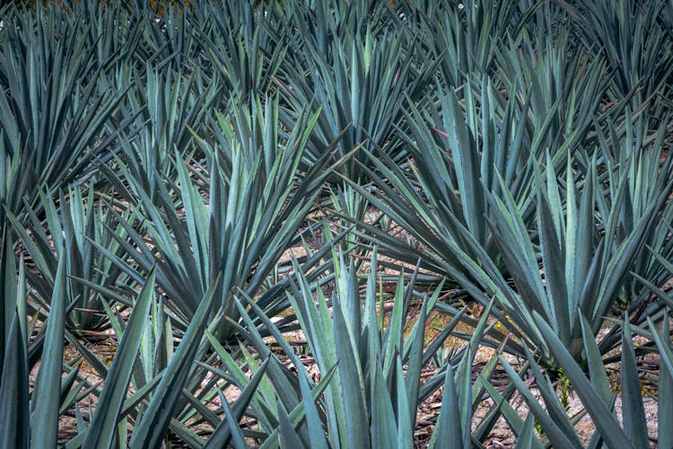 Agave Plants In A Field