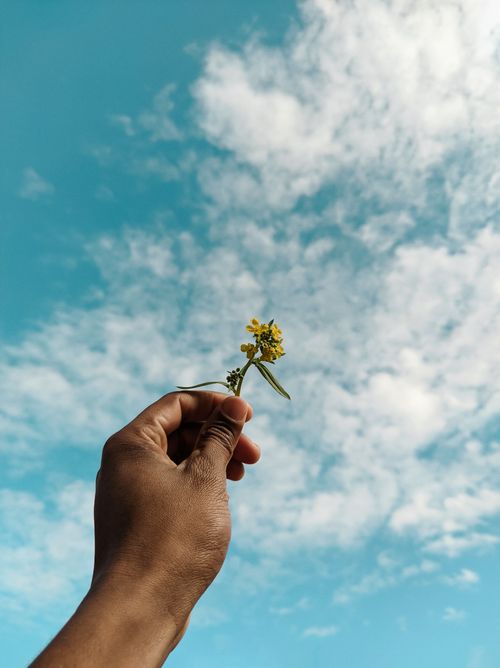 Free A minimalist photograph showing a hand holding a small yellow flower against a bright blue sky with white clouds. Stock Photo