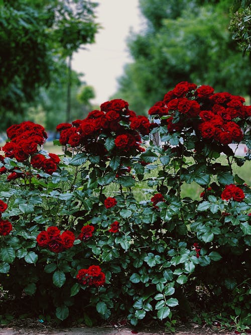 Kostenloses Stock Foto zu blätter, blühen, blumen