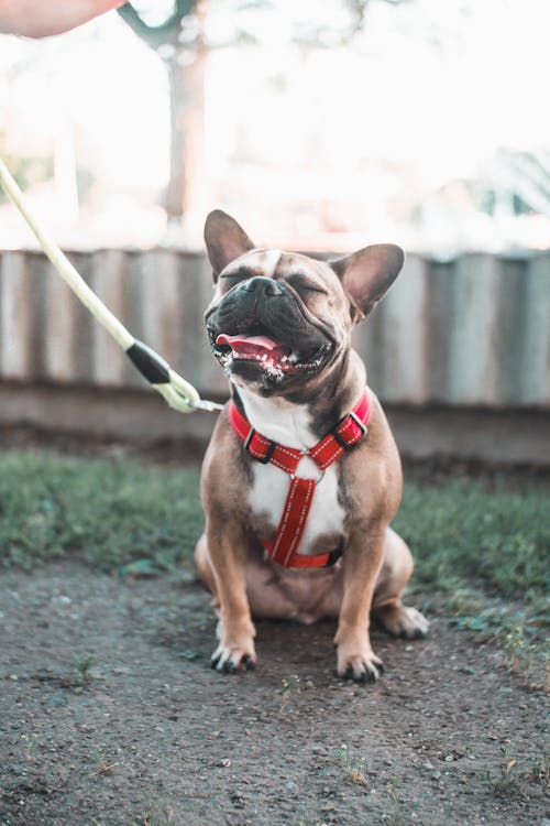 Free Brown Pug With White and Yellow Leash Stock Photo