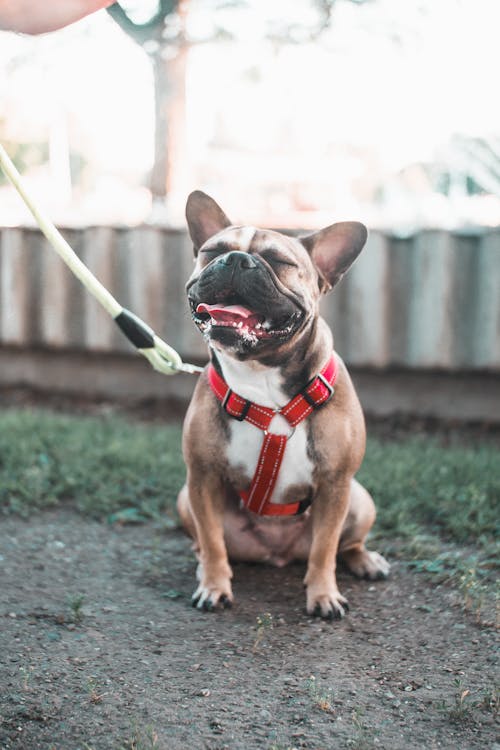 Kostenloses Stock Foto zu bezaubernd, französische bulldogge, haustier