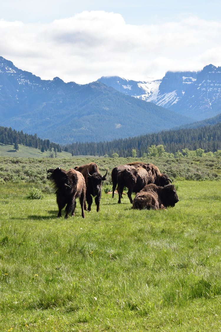 Buffalos On Grass Field Under Blue Sky