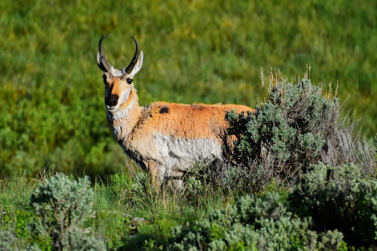 Mexican Pronghorn Walking On A Safari