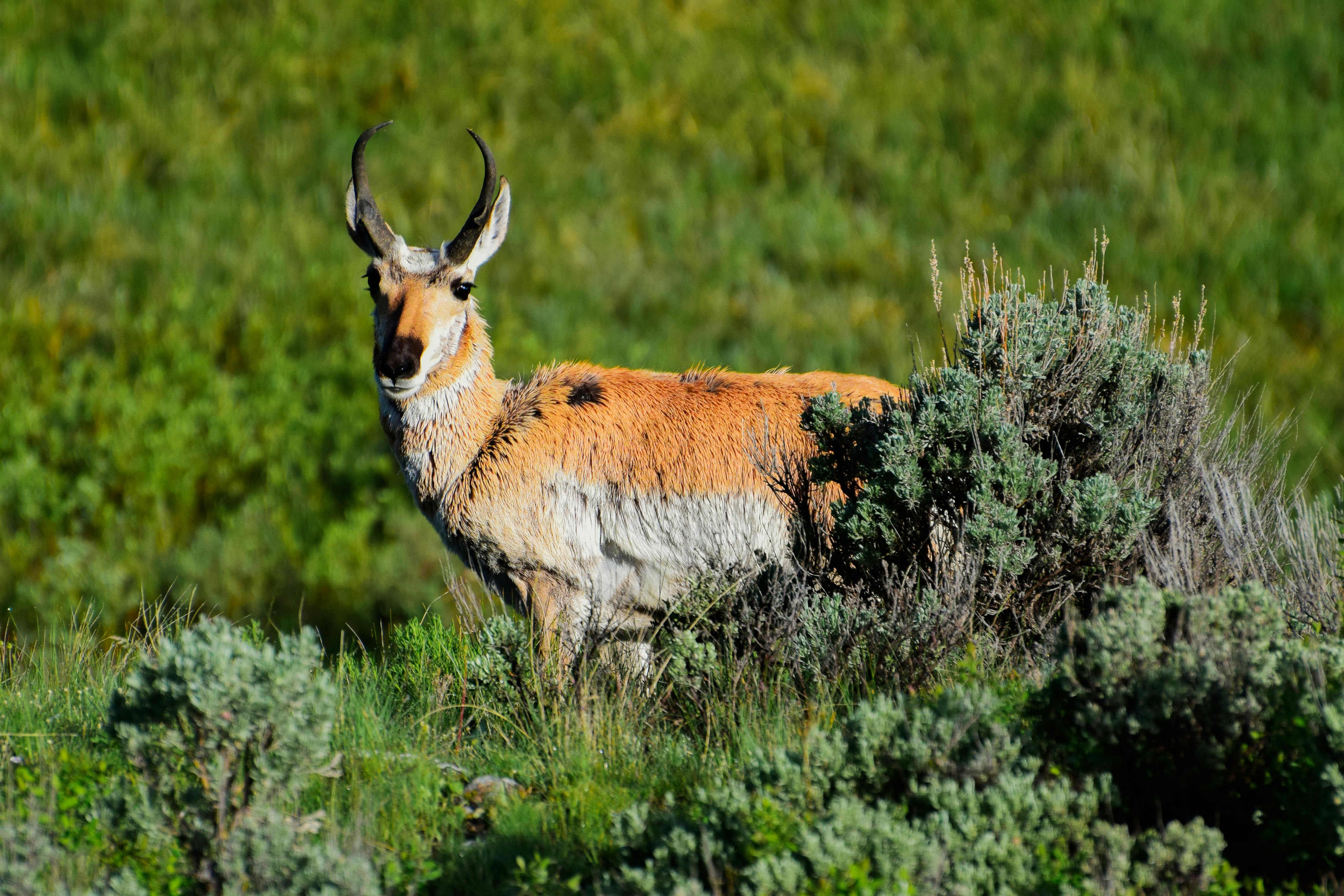 Mexican Pronghorn Photos, Download The BEST Free Mexican Pronghorn ...