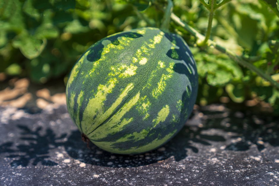 watermelon vine greenhouse