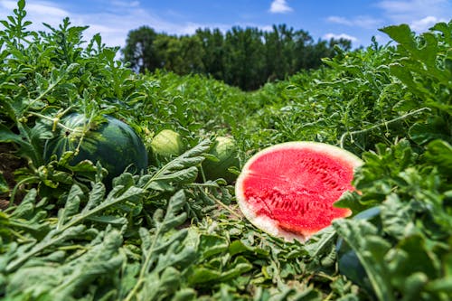 Free Watermelon on the Field Stock Photo