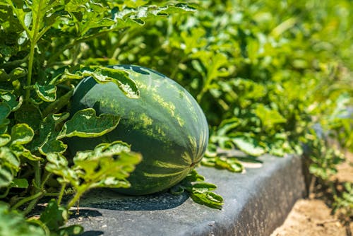 Free Watermelons in Close Up Shot Stock Photo