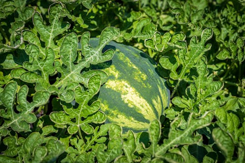 Free Watermelon with Green Leaves Stock Photo