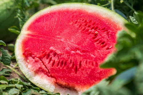 Free Sliced Watermelon in Close Up Photography Stock Photo