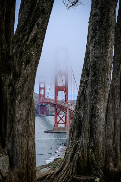 Brown Tree Trunks Near the Golden Gate Bridge