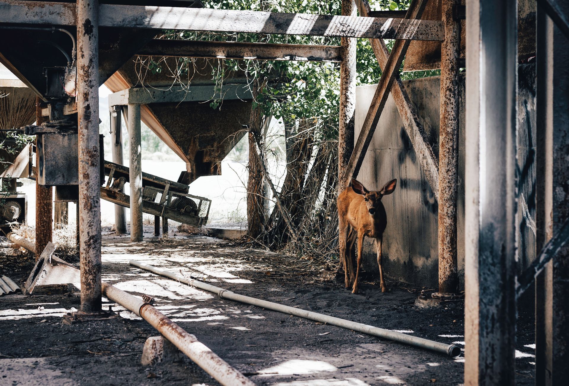 Brown Stray Deer in an Abandoned Factory
