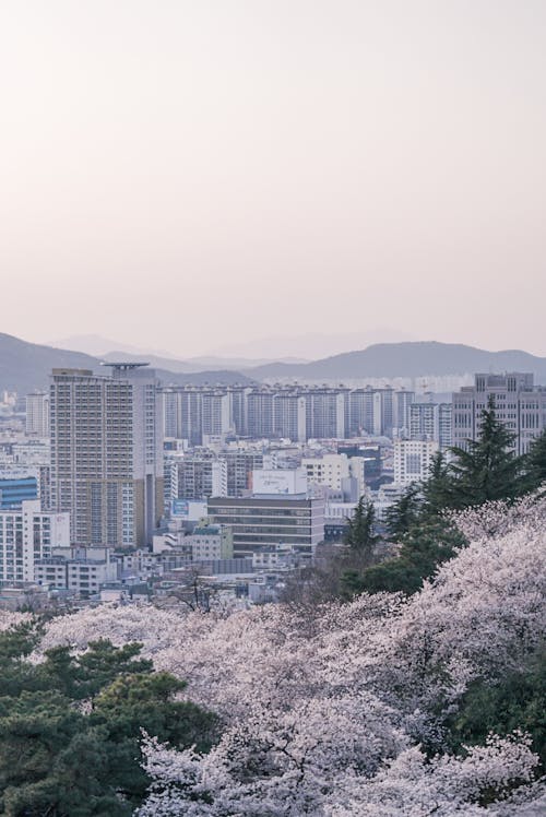 Aerial View of City Buildings Near the Cherry Blossoms