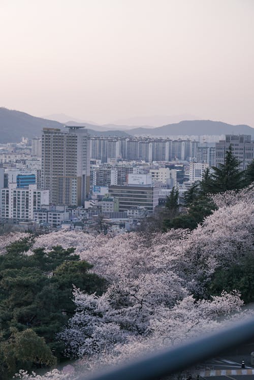 City Buildings Near the Cherry Blossoms