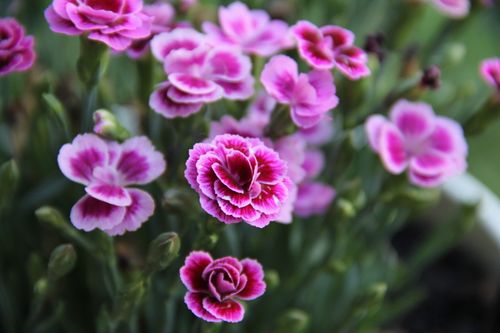 Free Vibrant pink carnations in full bloom, captured in a detailed close-up. Stock Photo