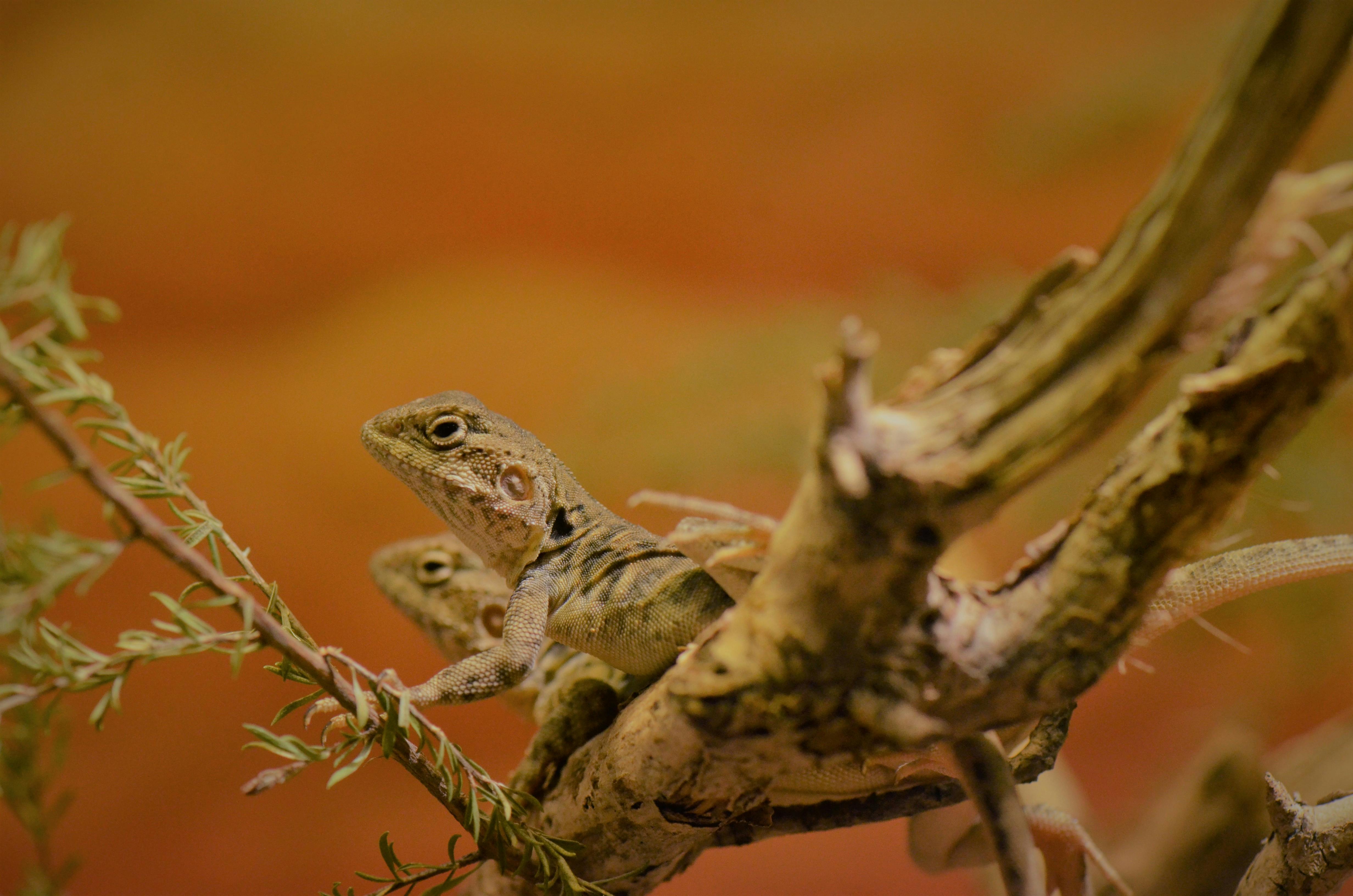 Green Iguana On Brown Wooden Table · Free Stock Photo