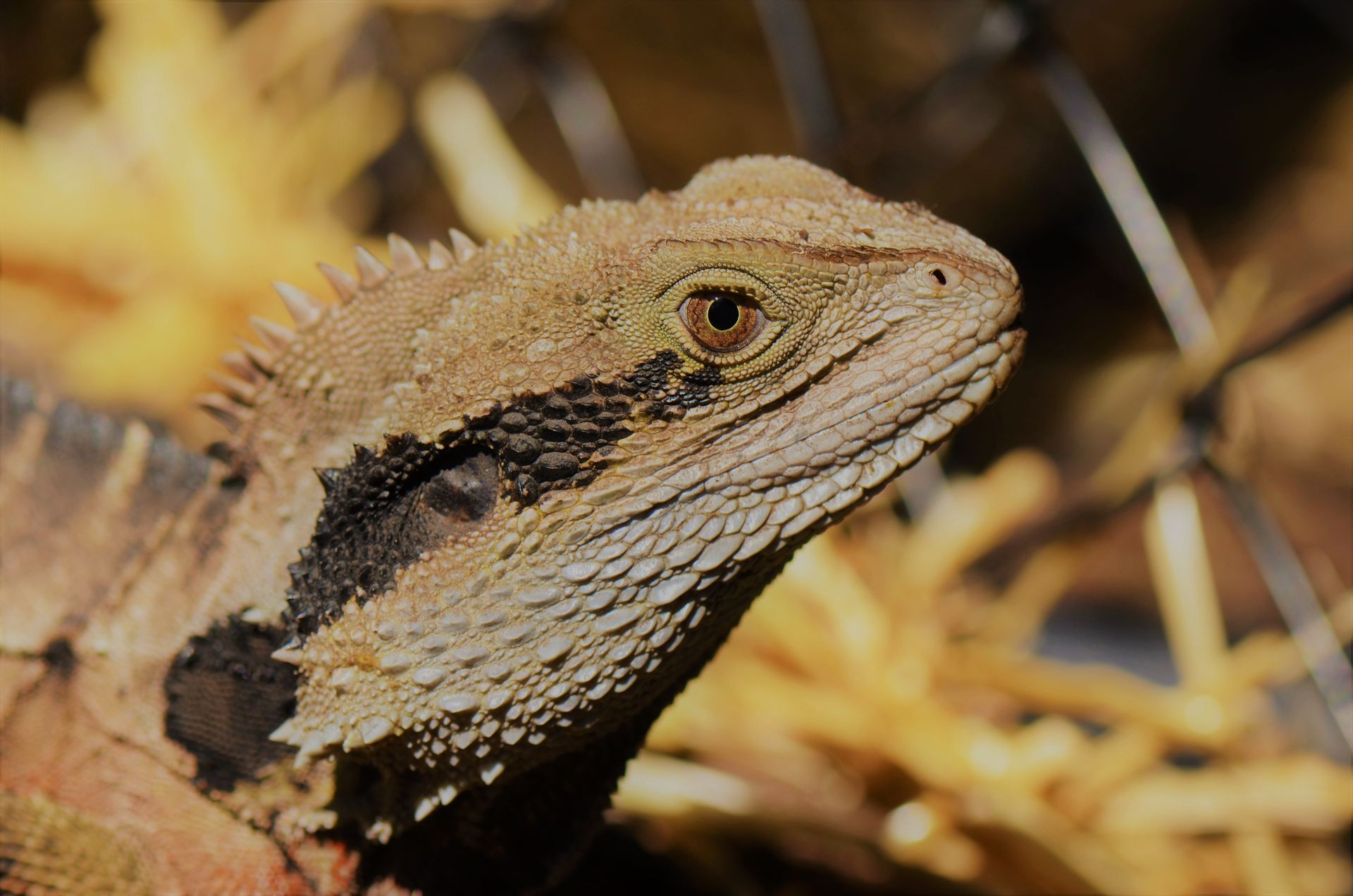 Detailed side view of an Australian Water Dragon lizard in a natural setting in Sydney.
