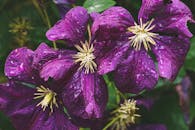 特写镜头捕捉到雨滴和充满活力的紫色菊苣花