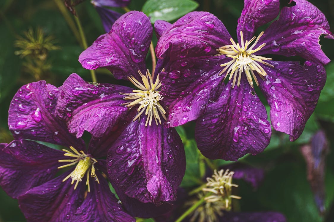 Free Closeup Photo of Purple Petaled Flowers Stock Photo