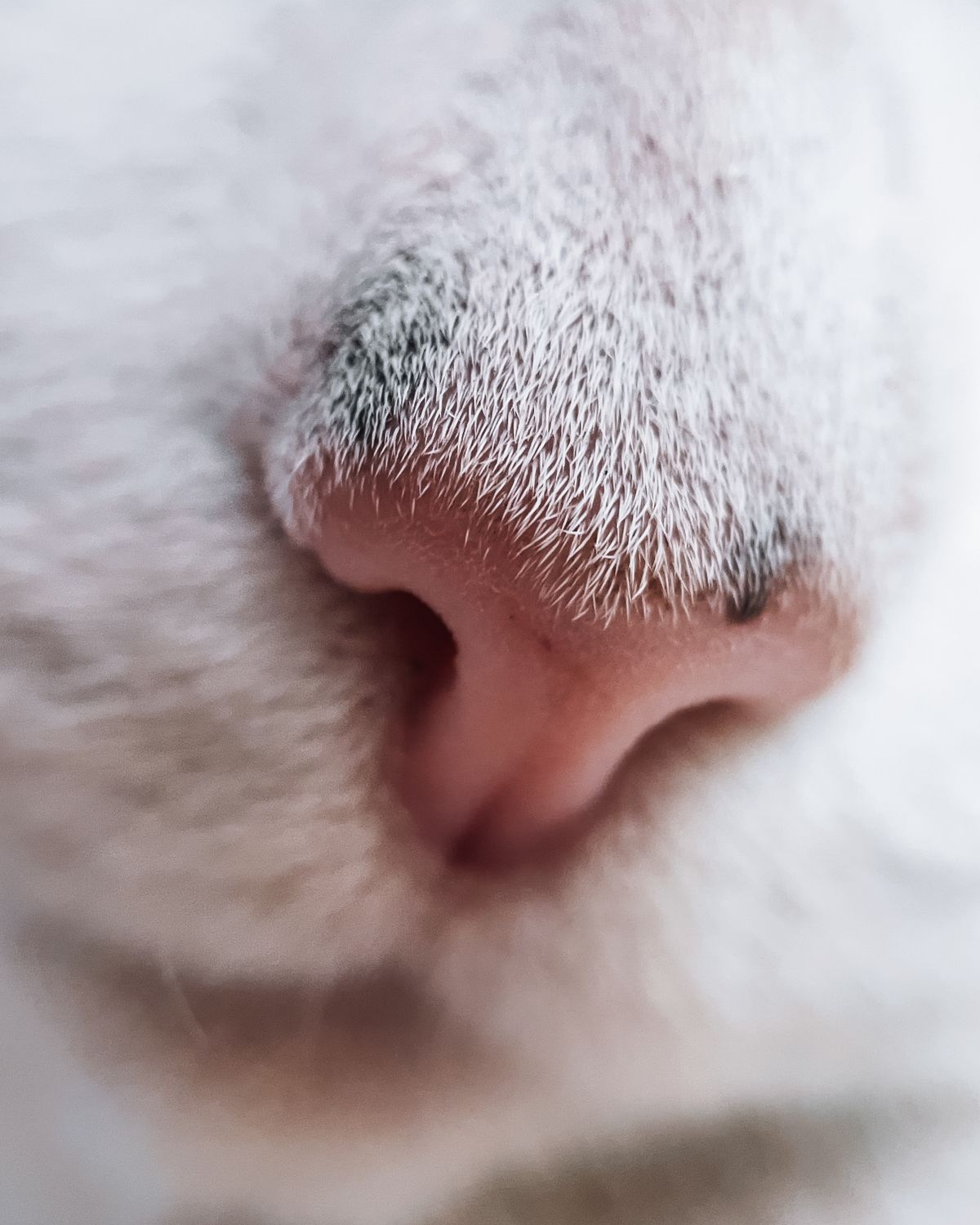 Macro sur la truffe rose et le museau blanc d'un chat