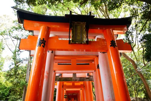 Free Bright orange torii gates surrounded by lush greenery at a Japanese shrine. Stock Photo