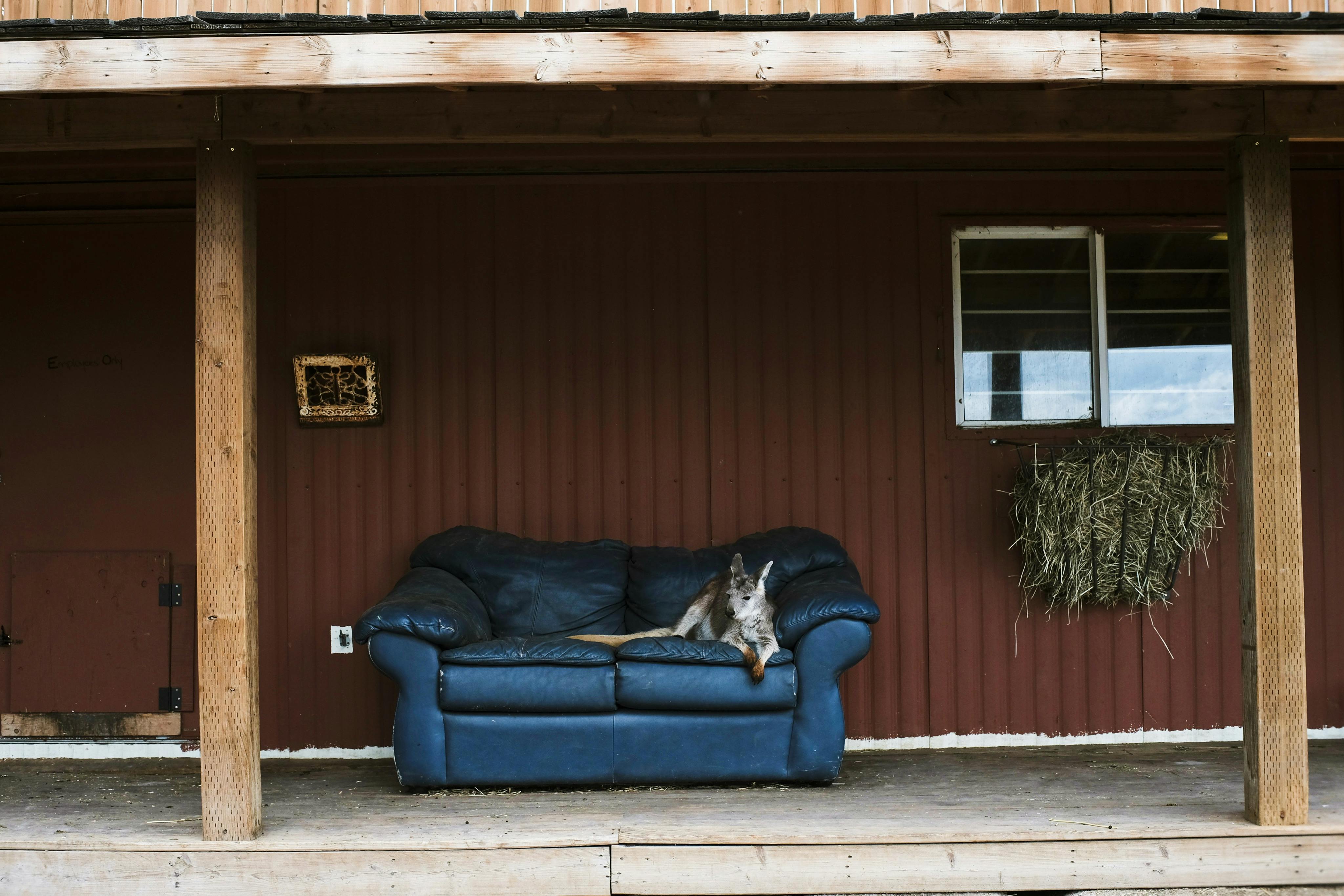 Kangaroo Lying on a Sofa Outside of a House · Free Stock Photo
